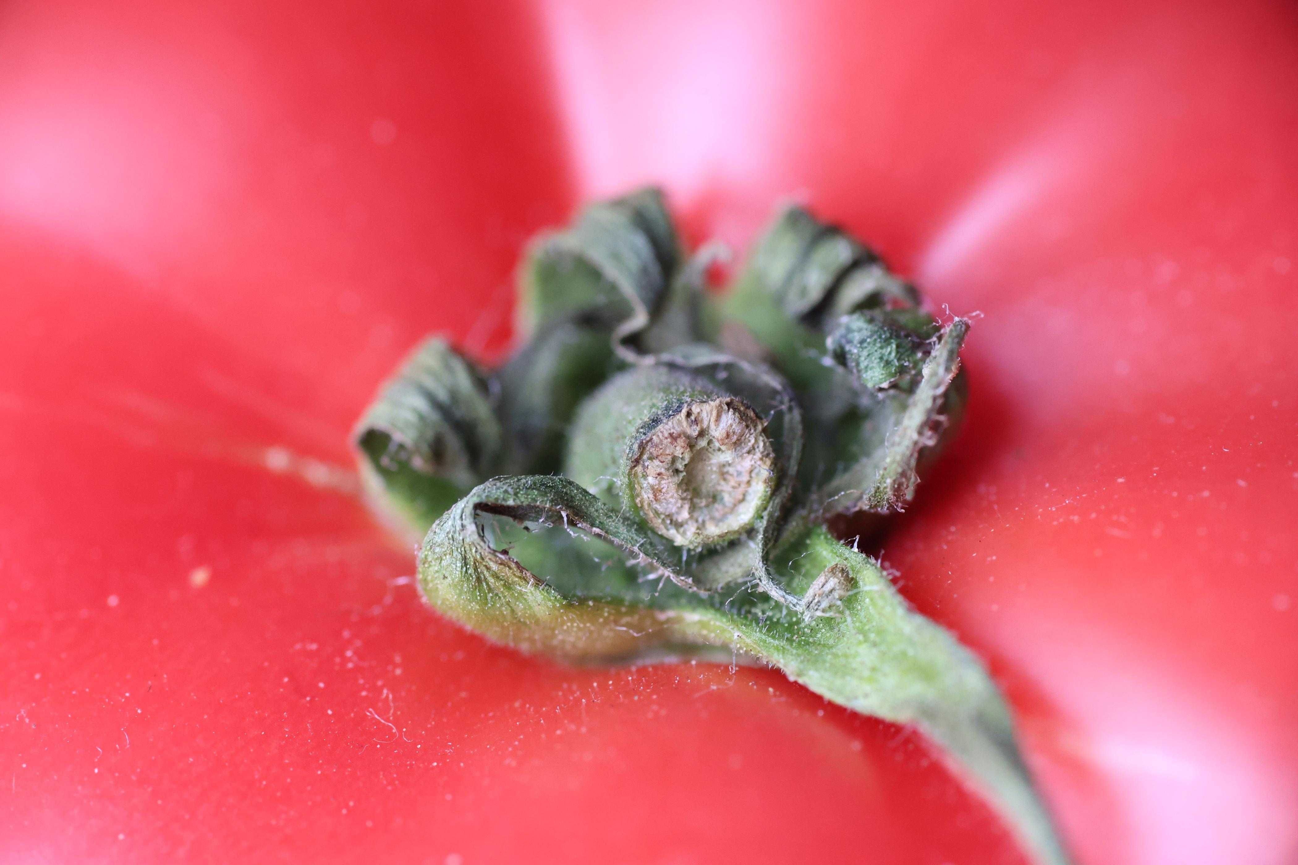 Tamron 90mm f/2.8 1:1 macro obiektyw Canon EF mount