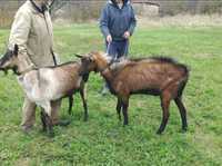 100% альпійські кози козенята козлята