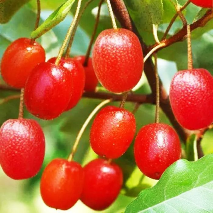 Саджанці гуммі ОПТ–Роздріб / Саженцы гумми ОПТ–Розница