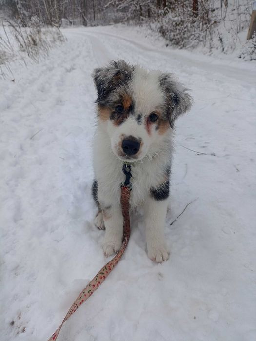 Owczarek australijski (typ amerykański) piesek gotowy do odbioru