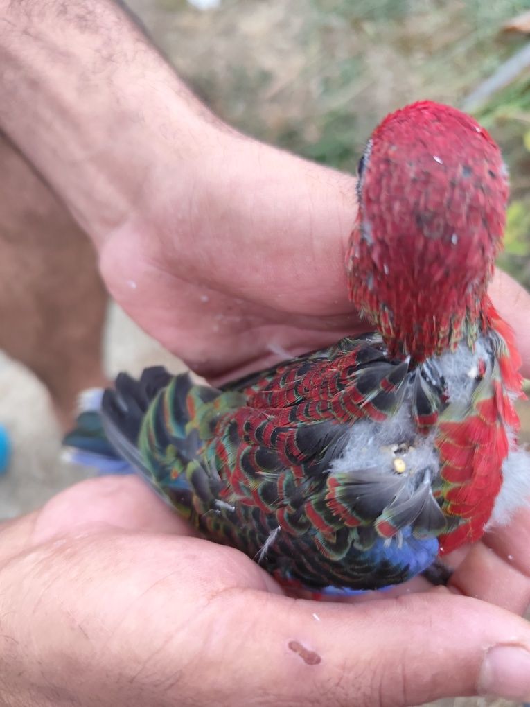 Roselas Penantes Vermelhas – Filhotes Mansos,  para Criação à Mão