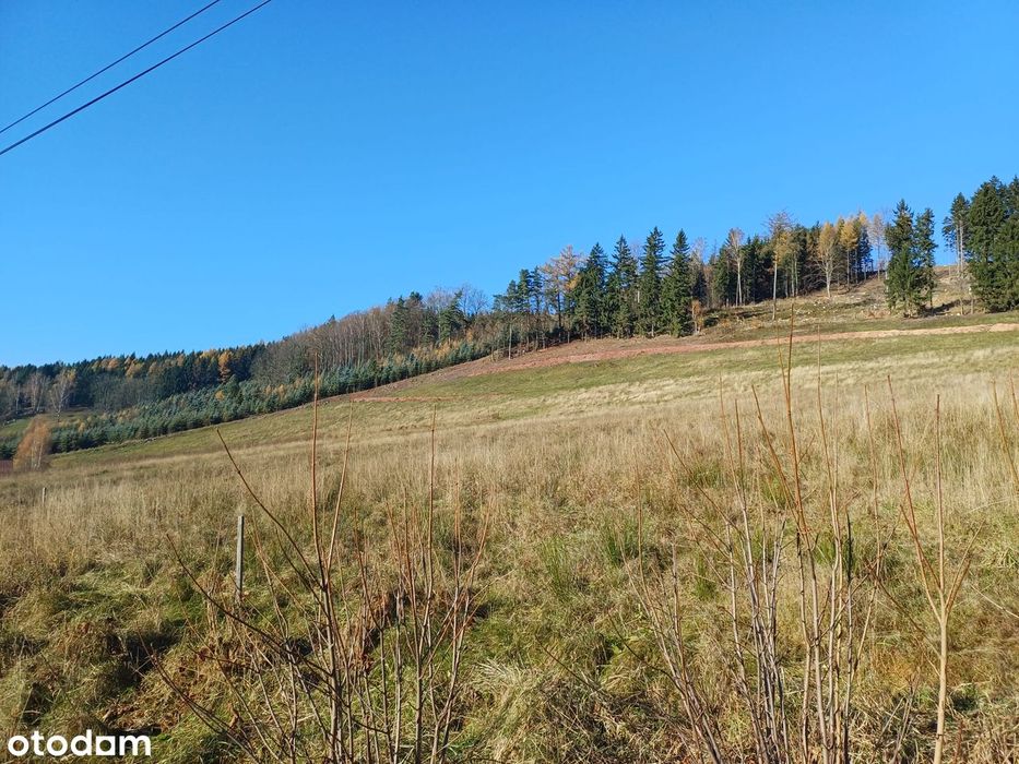 NA SPRZEDAŻ – DZIAŁKI o powierzchni 10 800 m² – KUDOWA–ZDRÓJ