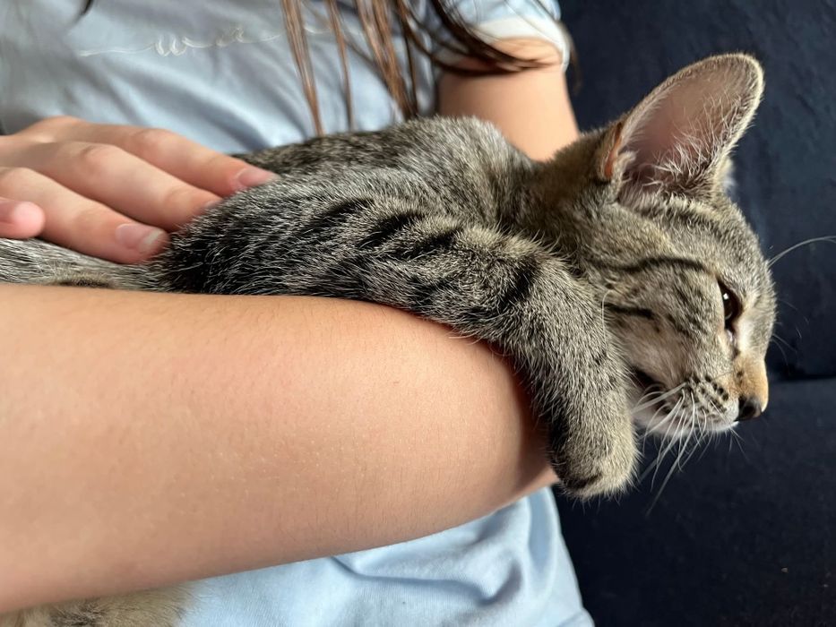 Mała kotka Lawenda czeka na dom