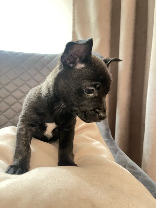 Маленькі янголята шукають дім