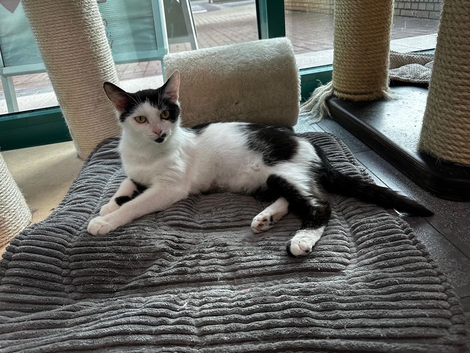 Tyfona - kotka czekająca na adopcję