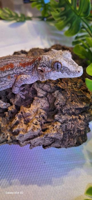 Gekon gargulec _ samiec