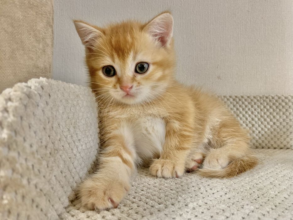 Продам котят. Кошенята Шотландські прямоухі рижі