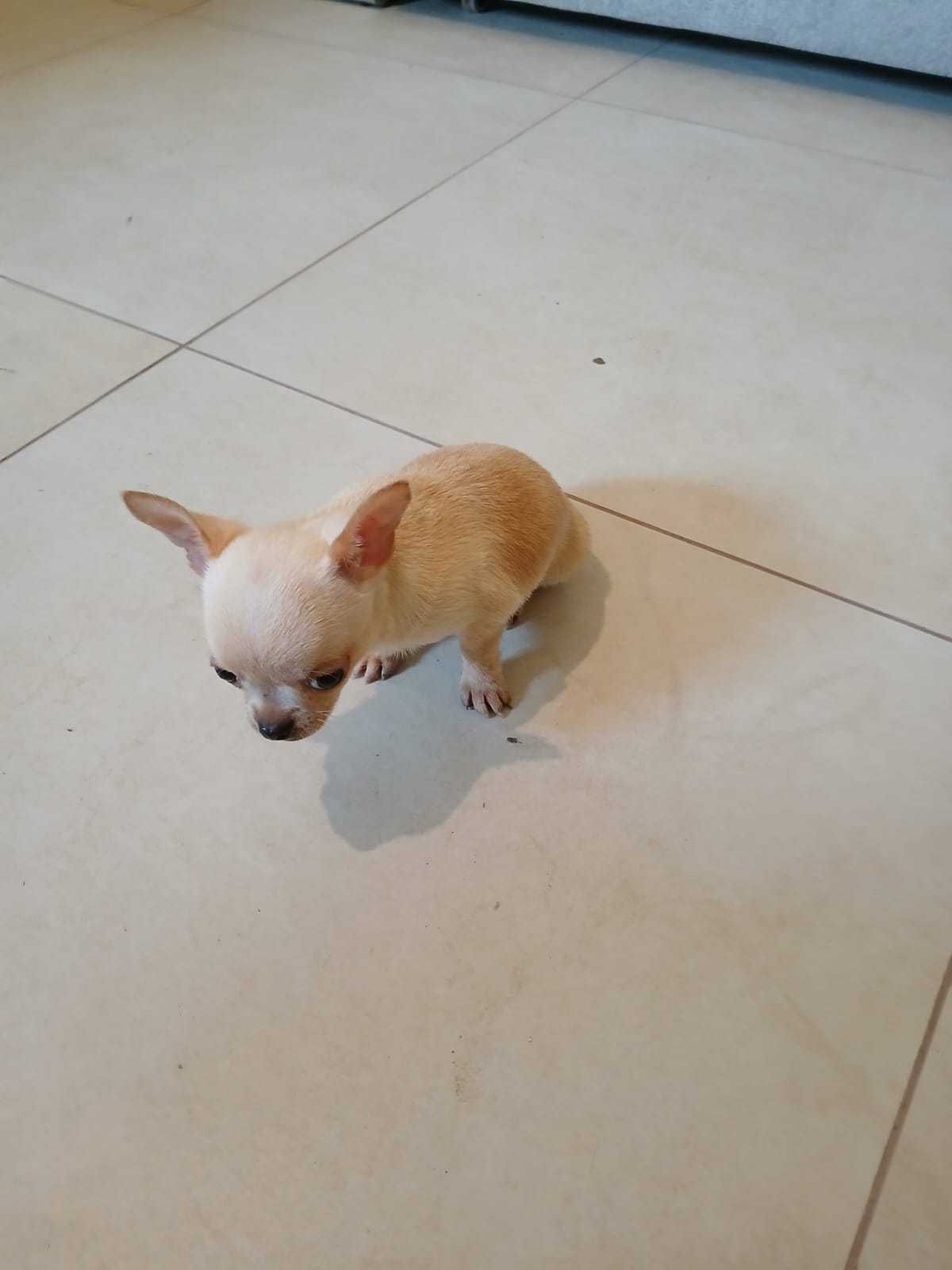 Chihuahua miniaturowy piesek
