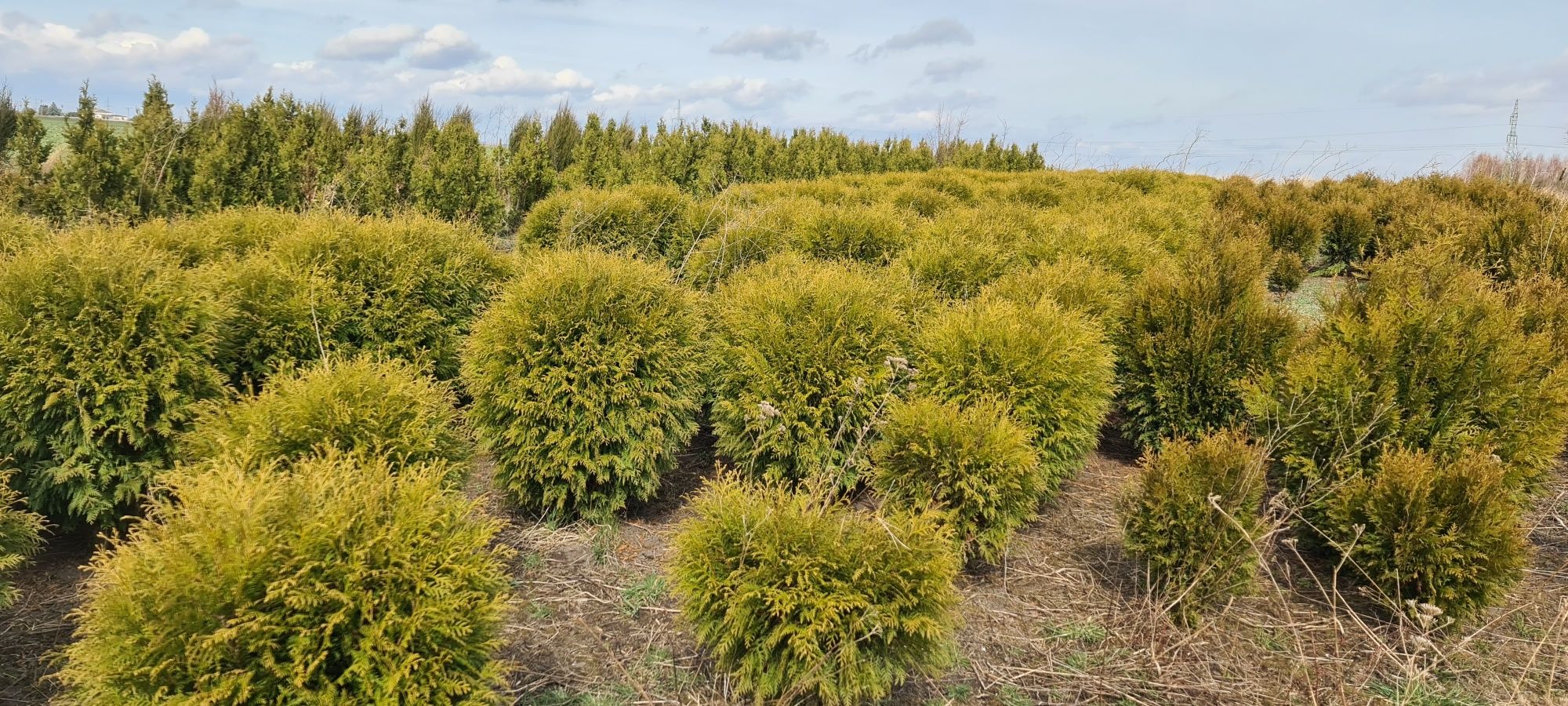 Promocja Thuja Kulista  Woodwardii 
Producent