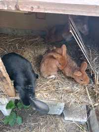 Młode króliki nowozelandzkie czerwone barany francuskie