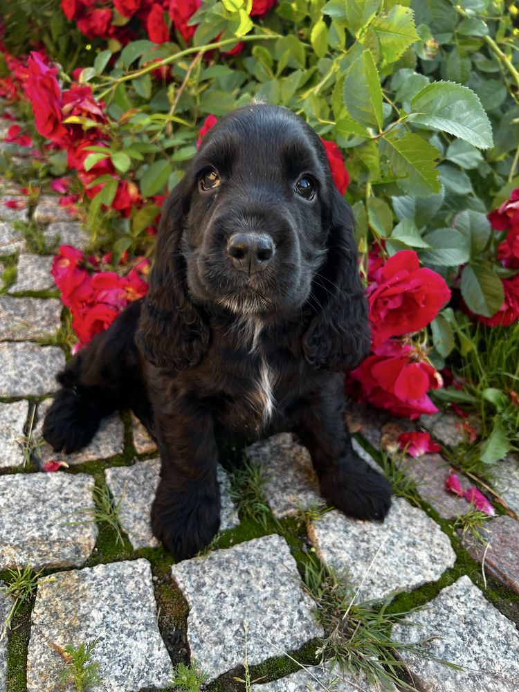 Szczeniak cocker spaniel blue roan gotowy do odbioru ostatni piesek