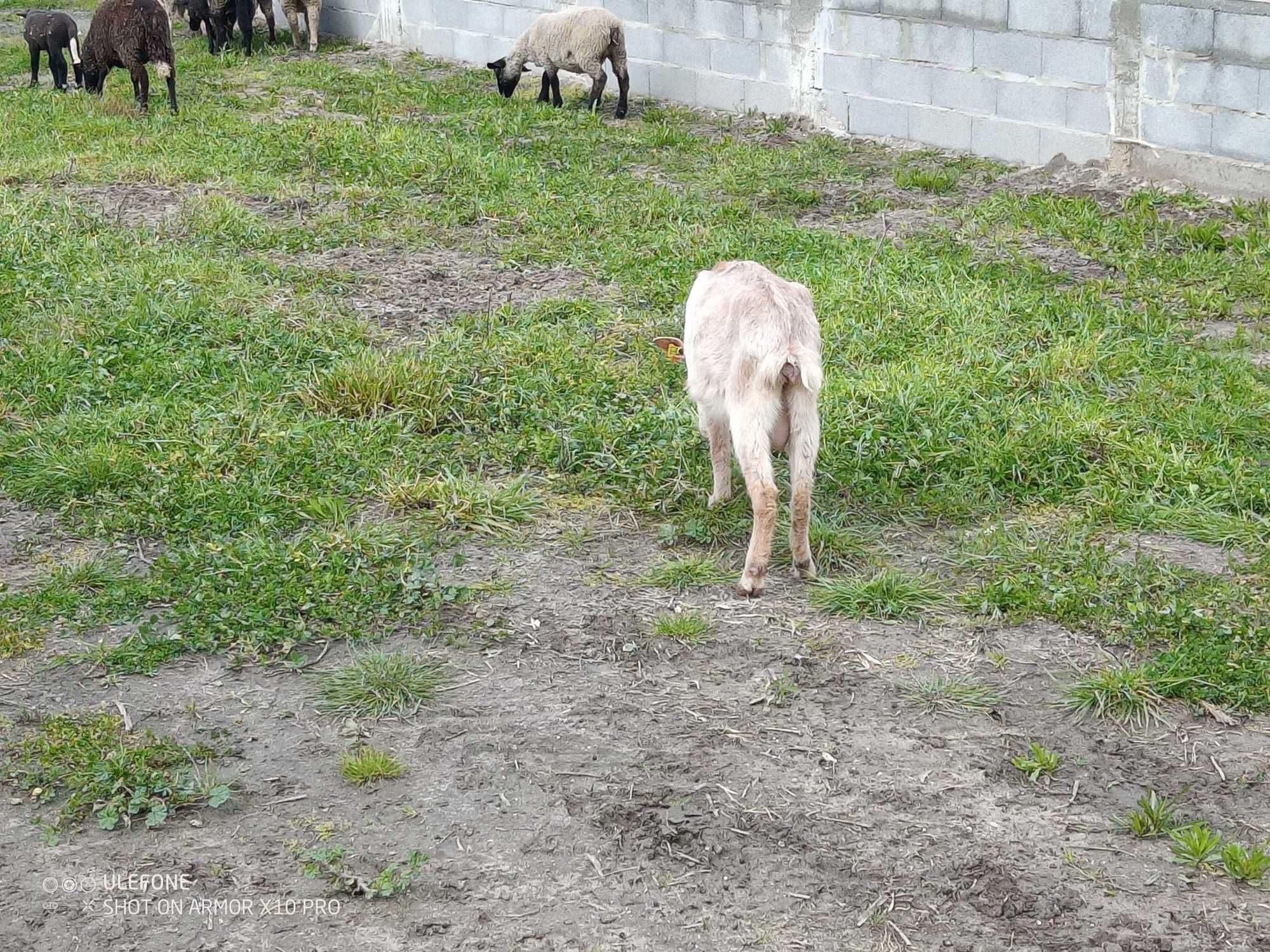 Cabras com 1 ano feitos