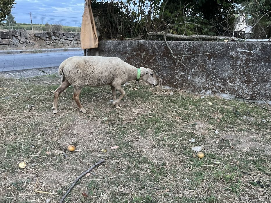 Ovelha lacaune pura
