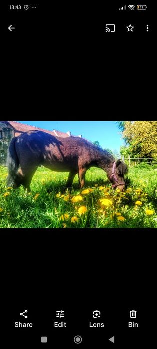 Pilnie sprzedam ogiera 2 letni kucyk