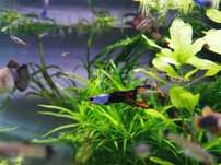 Sprzedam gupiki silverado black