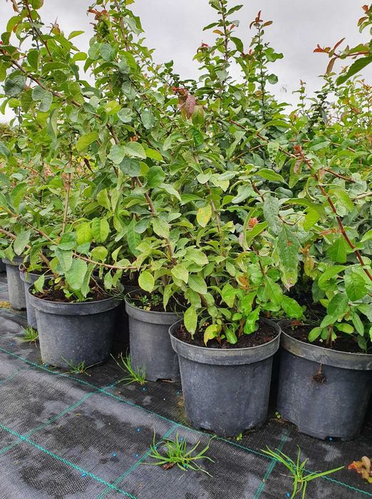 pigwowiec japoński zdrowie w Twoim ogrodzie