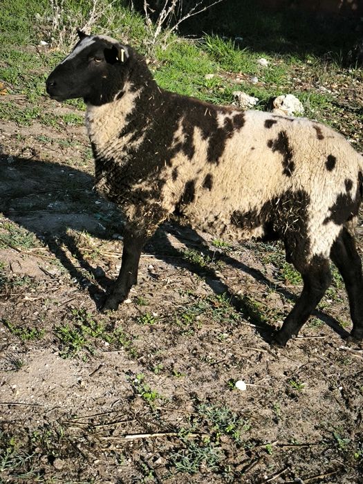 Borrego (anho 9 meses)