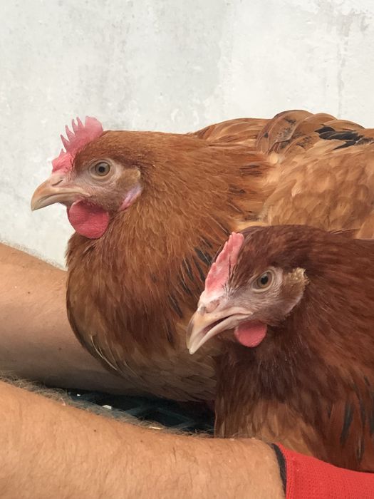 Kurki kolorowe Rosa młode kurki odchowane