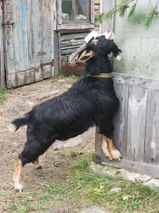 Камерунський Козел.Цап.