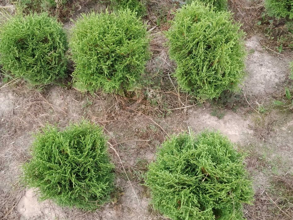 Tuja Danica śred 35-40 cm kula , Kraków , juta