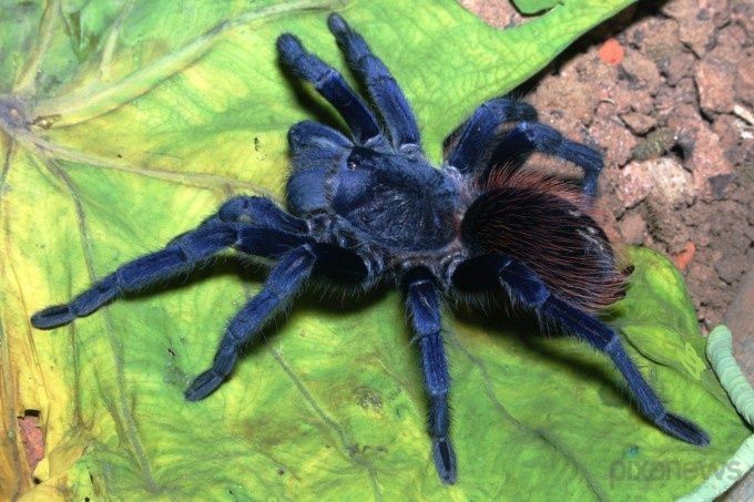 Pterinopelma sazimai самцы паука птицееда для новичков