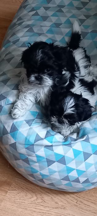 Shih tzu szuka nowego domu