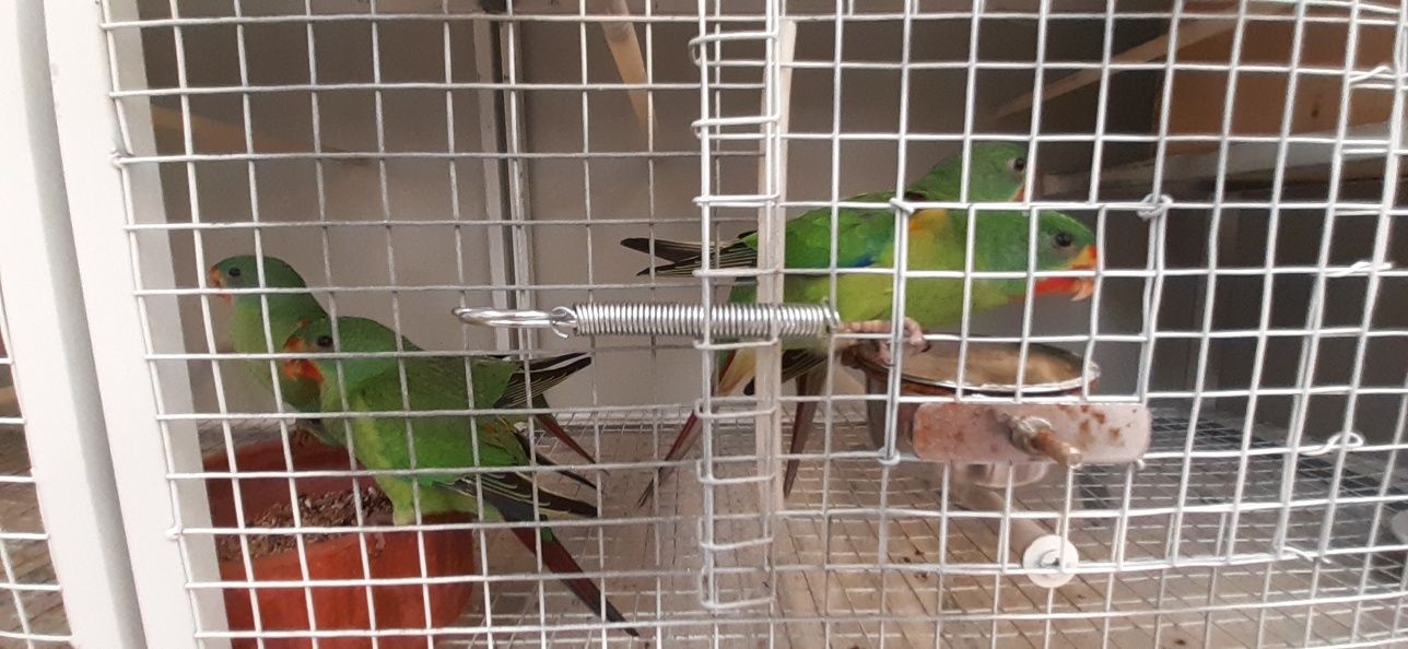 Swift Parrot 2025