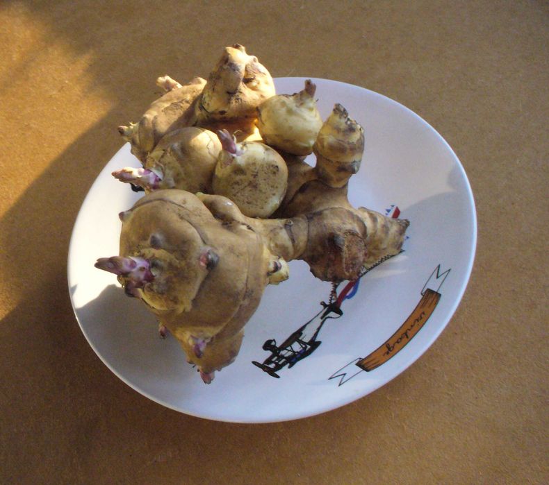 Топінамбур земляна груша клубні