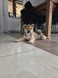 Shiba Inu piesek Ojciec FCI
