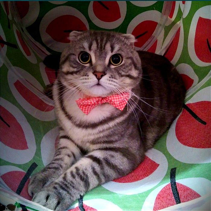 Вязка кота скотиш фолд