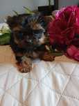 Yorkshire terrier