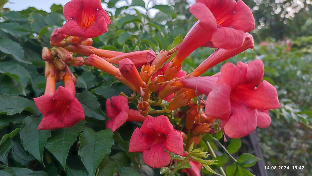 Квіти - піон, лаванда, кампсис, хоста