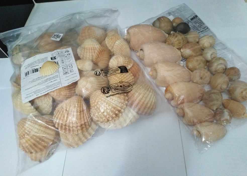 Conjunto de 62 Conchas e 24 Pequenos Búzios.