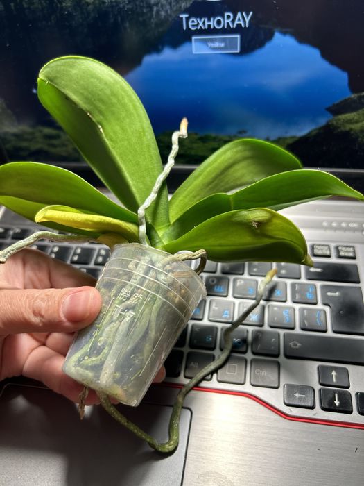 Фаленопсис підліток-азіат