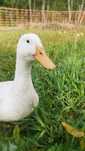 Troco ou vendo Pato marreco Pequim pekin
