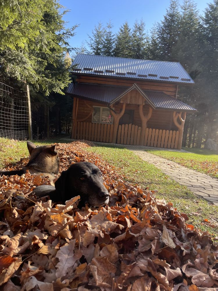 Domki Agroturystyka ,,Jawor” Wolne terminy na wakacje!