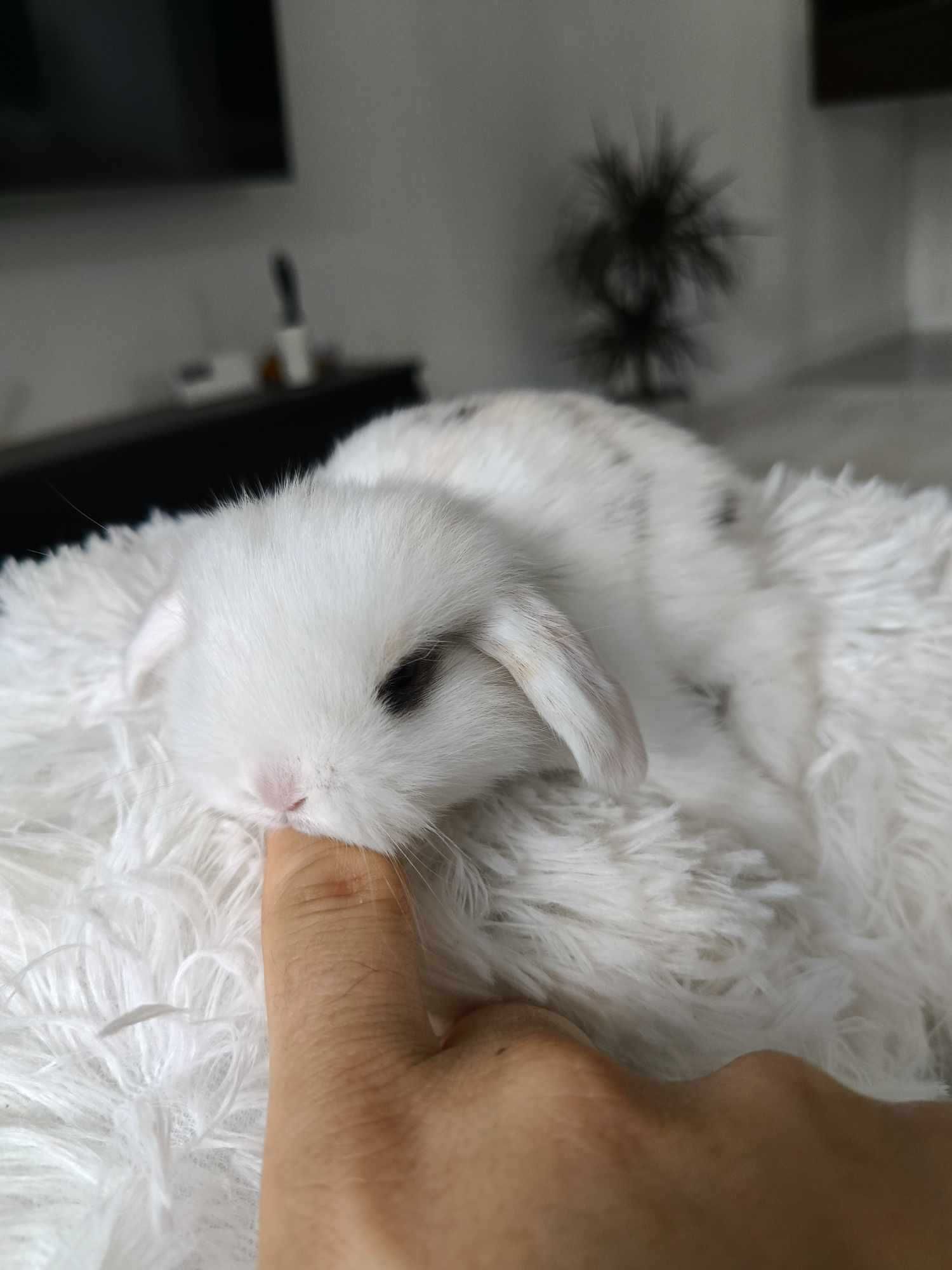 Mini lop karzełek Teddy hodowla zarejestrowana