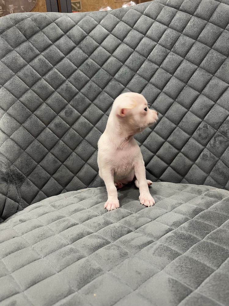 Menina   fêmea  da raça Chihuahua, muito pequena