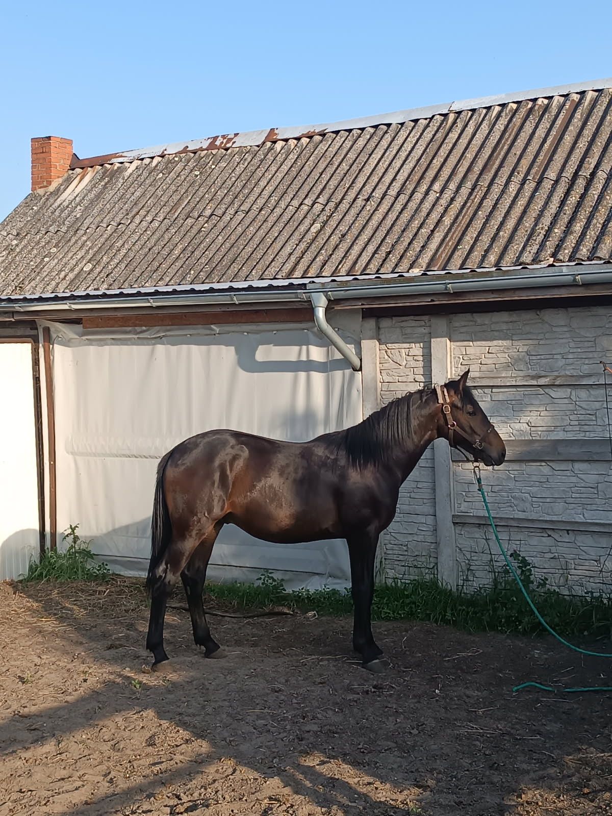 Sprzedam ogiery Roxter i Rockmen