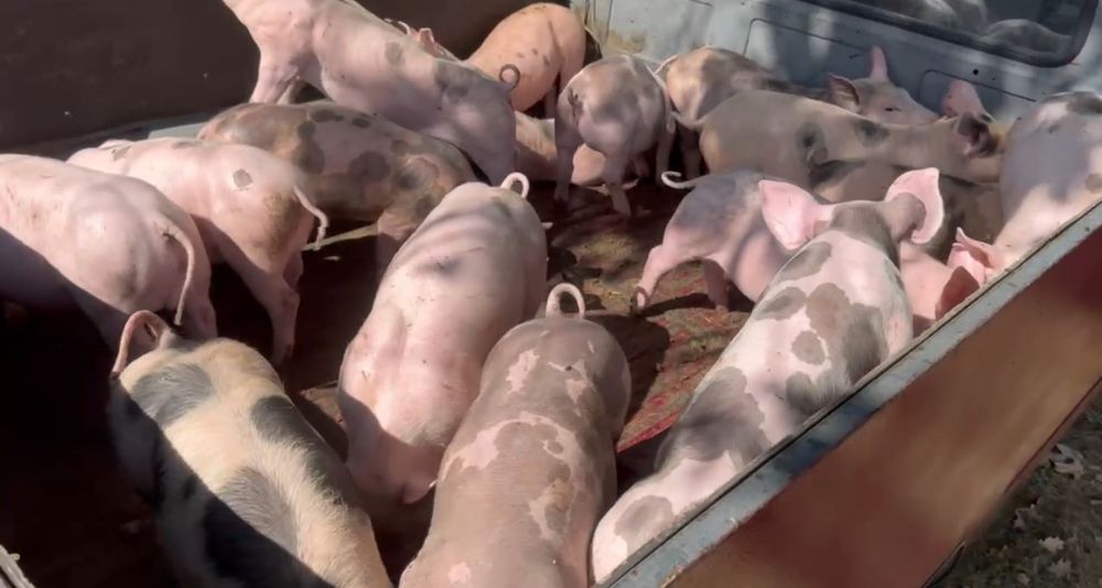 Продам поросят  12-14кг