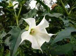 Bieluń dziędzierzawa, datura stramonium 10 zł za 100 nasion