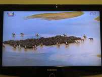 Tv lcd Samsung LE32R51BX