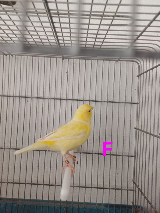 Casal Canários Amarelos