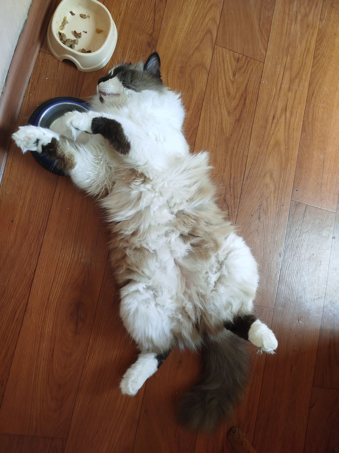 Котик муркотик у добрі руки