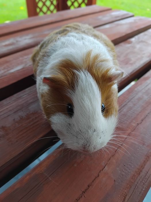 Świnka morska karwia domowa