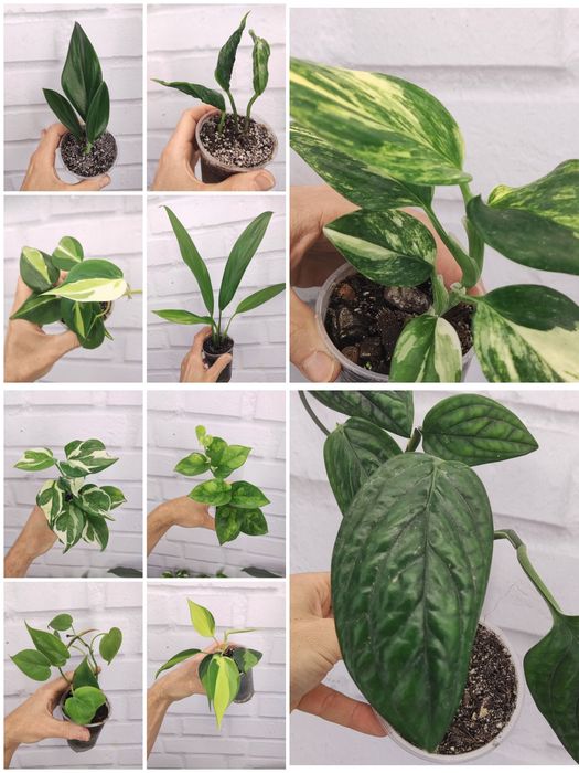 Продаю Ліана Сциндапсус та епіпремнум, філодендрони. Черенки свіжозріз