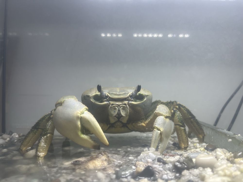 Oddam Krab tęczowy