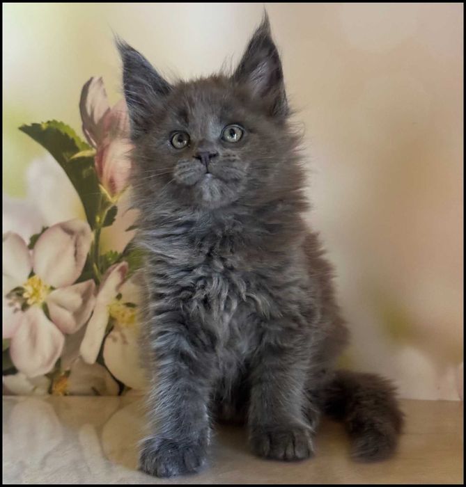 Koteczka Maine Coon Ornelia