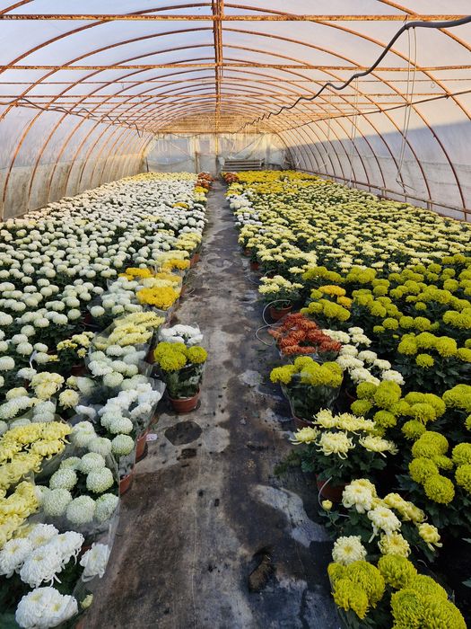 Chryzantemy na sprzedaż!