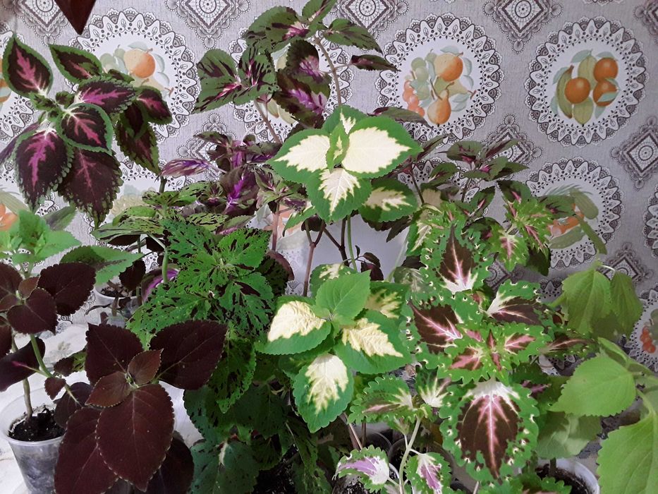 Колеус . Свіжі паростки. Кімнатна рослина.